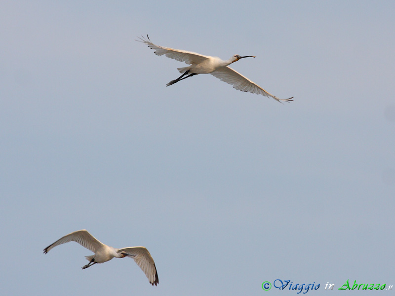 04 - Spatola.jpg - Spatola (Platalea leucorodia) -Spoonbill-