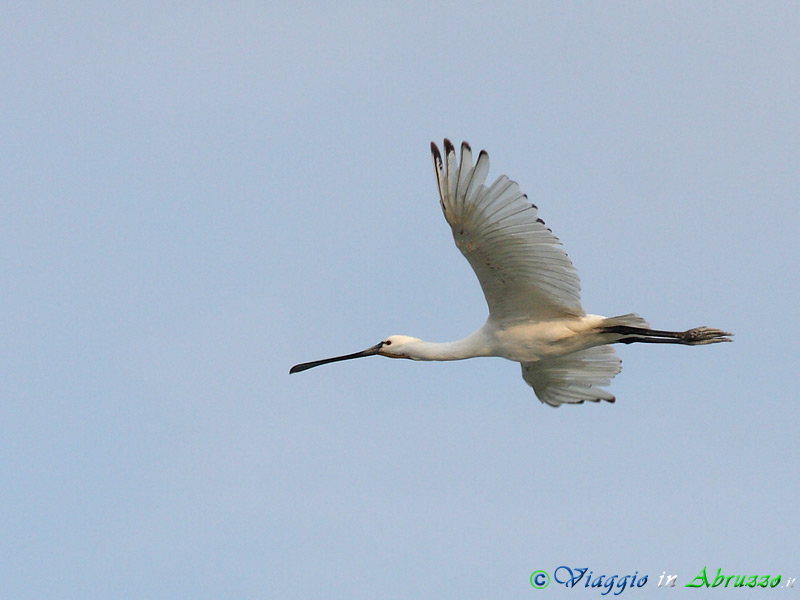 05 - Spatola.jpg - Spatola (Platalea leucorodia) -Spoonbill-