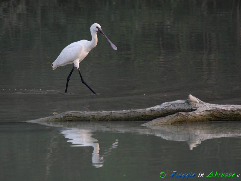 06 - Spatola.jpg - Spatola (Platalea leucorodia) -Spoonbill-