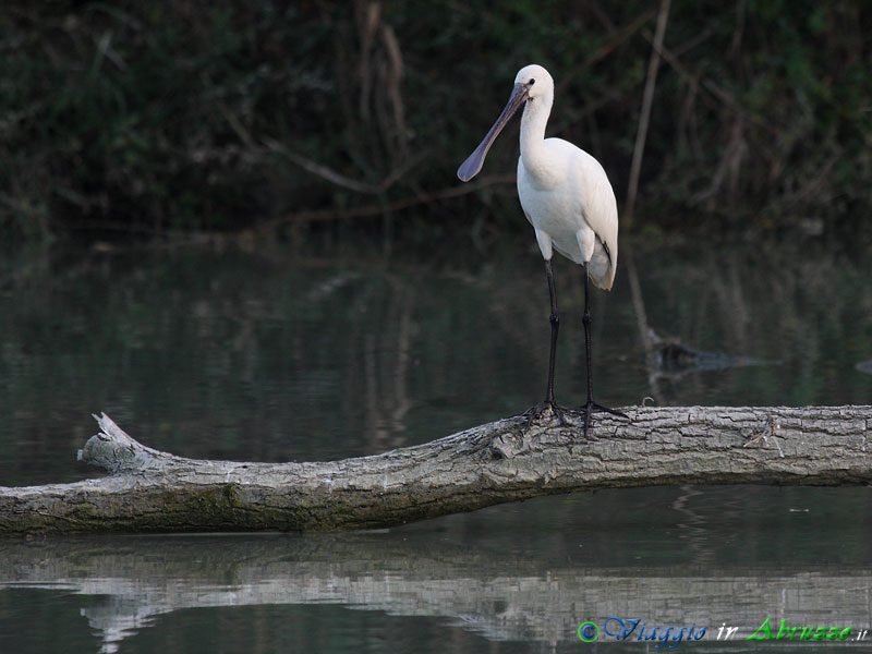 07 - Spatola.jpg - Spatola (Platalea leucorodia) -Spoonbill-