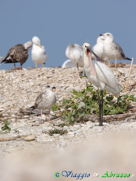 09 - Spatola.jpg - Spatola (Platalea leucorodia) -Spoonbill-