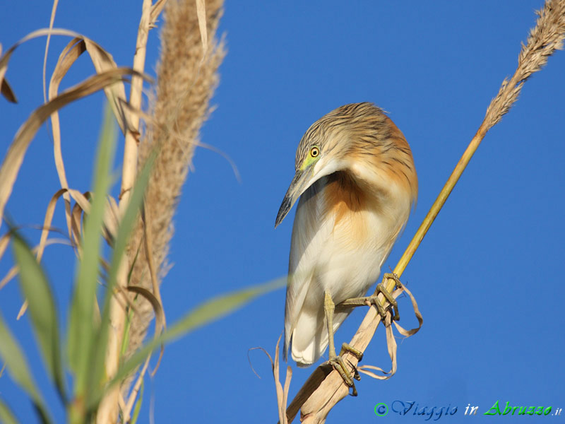 22 -  Sgarza ciuffetto.jpg - Sgarza ciuffetto (Ardeola ralloides) -Squacco Heron-
