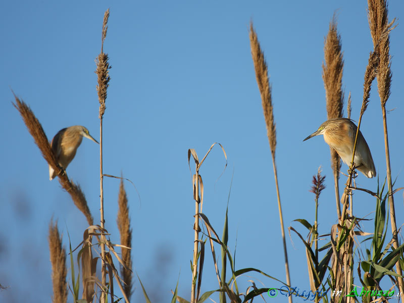 25 -  Sgarza ciuffetto.jpg - Sgarza ciuffetto (Ardeola ralloides) -Squacco Heron-
