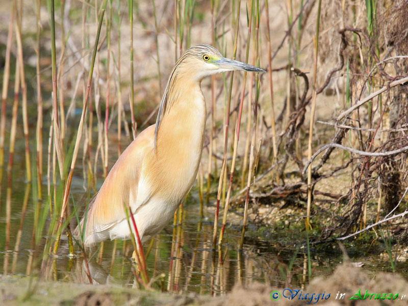 32 -  Sgarza ciuffetto.jpg - Sgarza ciuffetto (Ardeola ralloides) -Squacco Heron-