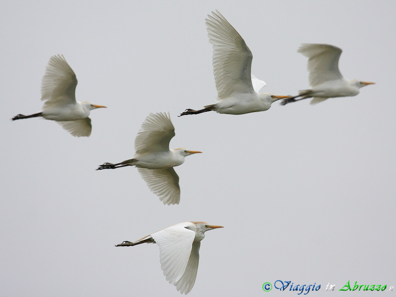 37- Airone guardabuoi.jpg - Airone guardabuoi (Bubulcus ibis) -Cattle Egret-