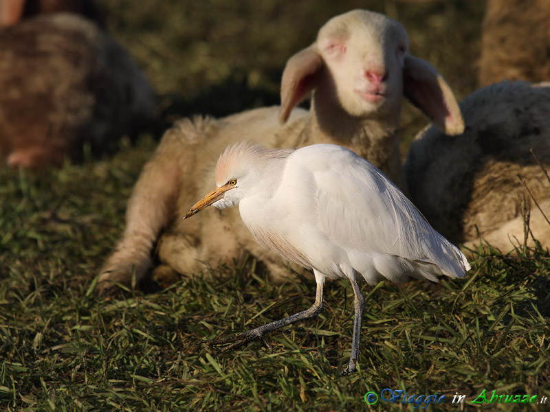 38 - Airone guardabuoi.jpg - Airone guardabuoi (Bubulcus ibis) -Cattle Egret-