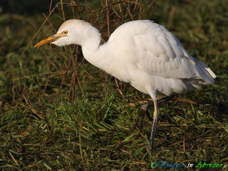39 - Airone guardabuoi.jpg - Airone guardabuoi (Bubulcus ibis) -Cattle Egret-
