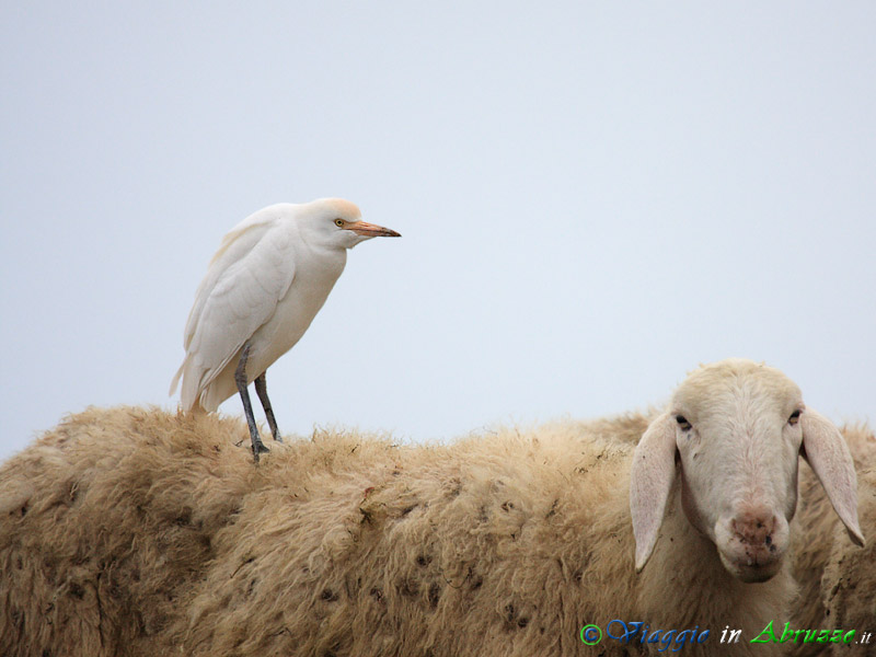 46 - Airone guardabuoi.jpg - Airone guardabuoi (Bubulcus ibis) -Cattle Egret-