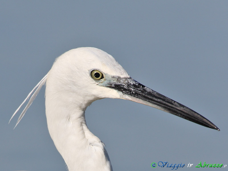 49 - Garzetta.jpg - Garzetta (Egretta garzetta) -Little Egret-