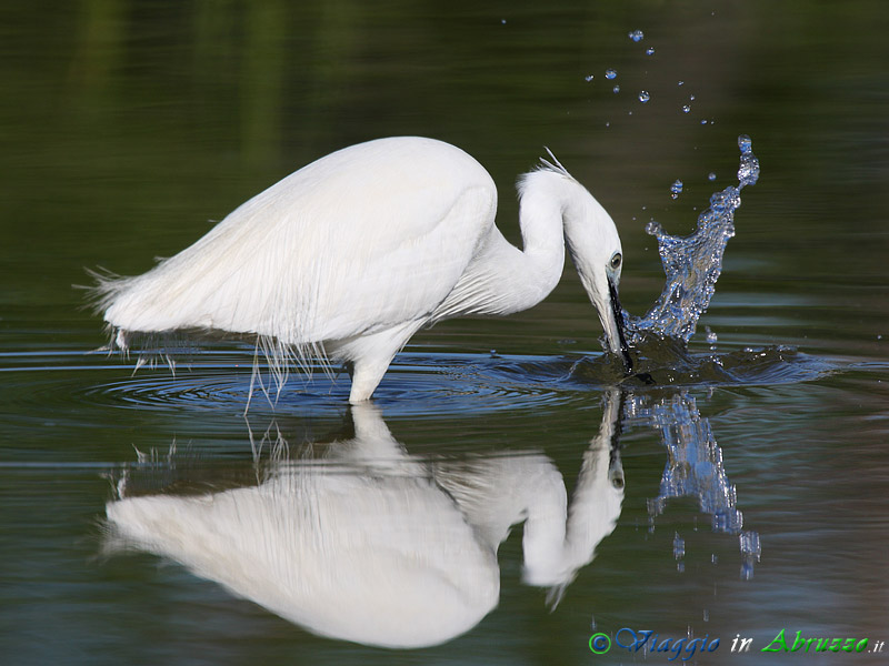 50 - Garzetta.jpg - Garzetta (Egretta garzetta) -Little Egret-