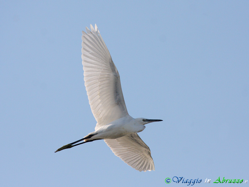 51 - Garzetta.jpg - Garzetta (Egretta garzetta) -Little Egret-