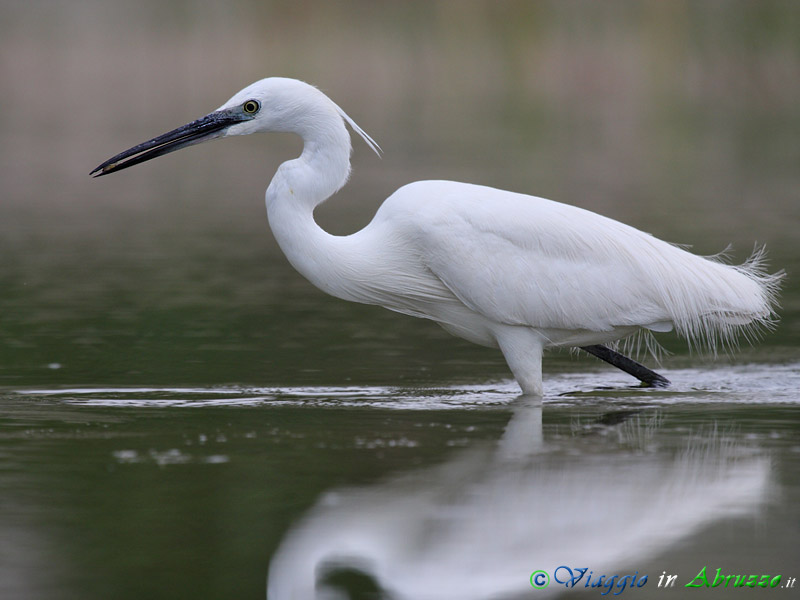 52 - Garzetta.jpg - Garzetta (Egretta garzetta) -Little Egret-