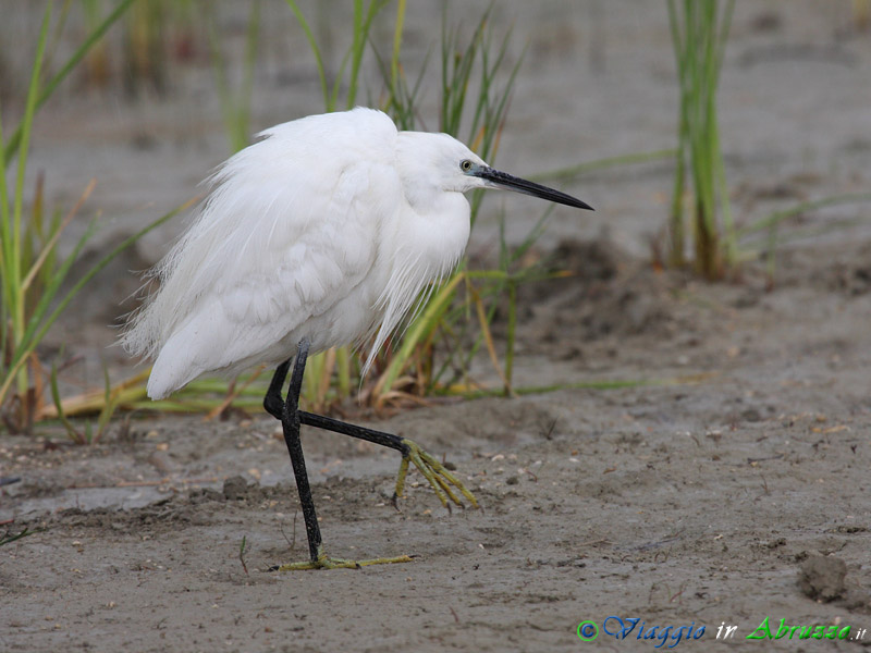 54 - Garzetta.jpg - Garzetta (Egretta garzetta) -Little Egret-