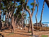 5Pineto_photogallery/thumbs/09-P9010134+.jpg