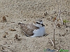 Pineto_photogallery/thumbs/19-P1030319+.jpg