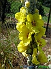 Pineto_photogallery/thumbs/23-P1030279+.jpg