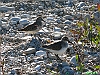 Pineto_photogallery/thumbs/31-P1080963+.jpg