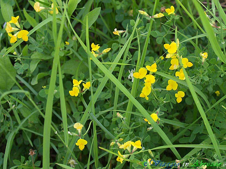 17-P6078613+.jpg - 17-P6078613+.jpg - Fiori selvatici nei boschi di Tossicia.