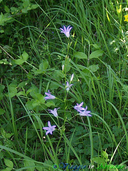 26-P6128662+.jpg - 26-P6128662+.jpg - Fiori selvatici nei boschi a monte di Tossicia.