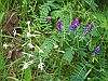 Tossicia_photogallery/thumbs/19-P6078617+.jpg