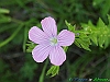 Tossicia_photogallery/thumbs/21-P6128670+.jpg