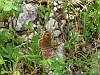 Tossicia_photogallery/thumbs/25-P6078619+.jpg